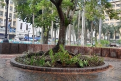 EDRU-renovacion-Plaza-de-Cayzedo-03