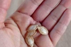 taller-de-Huertas-Urbanas_04